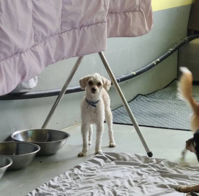 인스타그램 dugfundog 캡처