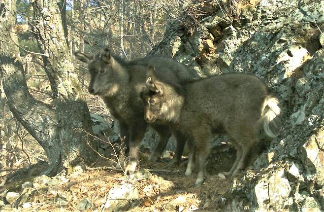 산양 가족 2마리가 녹색연합 무인카메라에 찍혔다. 산양은 혼자 다니기도 하지만 두 마리가 가족 또는 형제처럼 함께 다닌다. 울진군 북면과 삼척시 가곡면 응봉산 줄기에서 2022년께 촬영된 모습이다. 녹색연합 제공