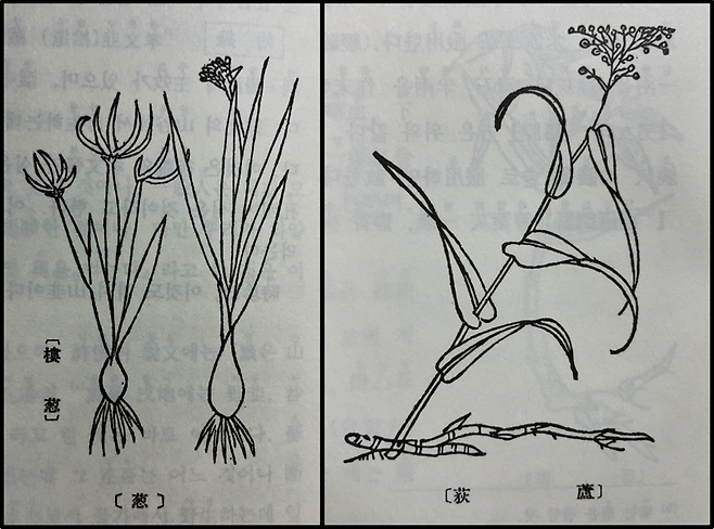 <본초강목>에 그려져 있는 총(葱, 파)와 노적(蘆荻, 갈대)