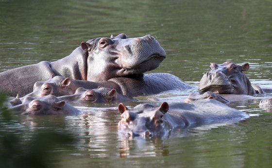 지난 2021년 4월 콜롬비아 아시엔다 나폴레스 공원에서 하마들이 호수에 모여있다. 마약왕 파블로 에스코바르가 애완용으로 들여온 하마의 후손들이다. AP=연합뉴스