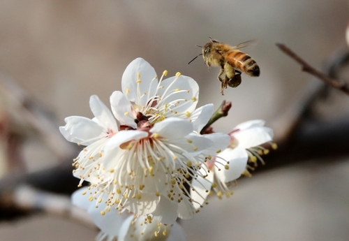7일 강원 강릉시 교동의 한 공원에서 꿀벌들이 활짝 핀 매화에서 바쁘게 꿀을 모으고 있다. 연합뉴스