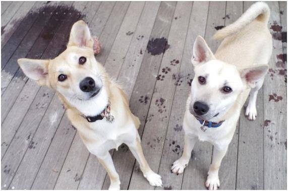 일본 도쿄 고이와 지역에 위치한 동물보호소인 알마에서 지내는 개 가호(왼쪽)는 혈액이 필요한 다른 개에게 혈액 120cc를 나눠줬다. 알마 블로그 제공