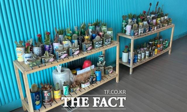 재활용 깡통에 심은 다육이. 색깔도 모양도 달라 아이들의 개성이 보인다. /정채영 기자