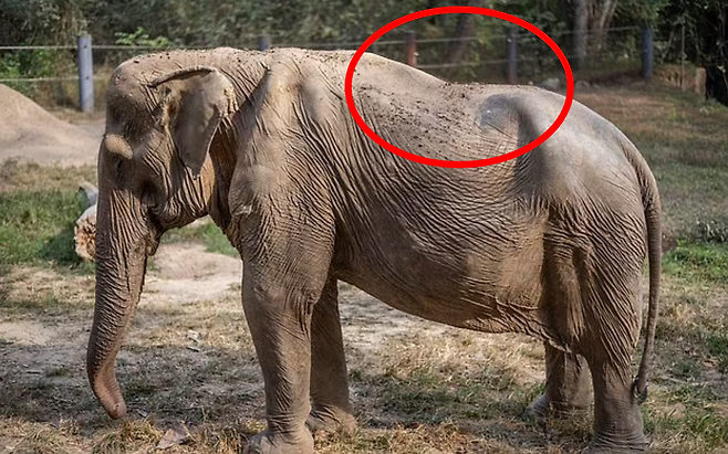25년 동안 태국을 찾은 수많은 관광객을 등에 태우는 관광업에 동원됐다가 척추 변형이 온 암컷 코끼리 ‘파이린’2
