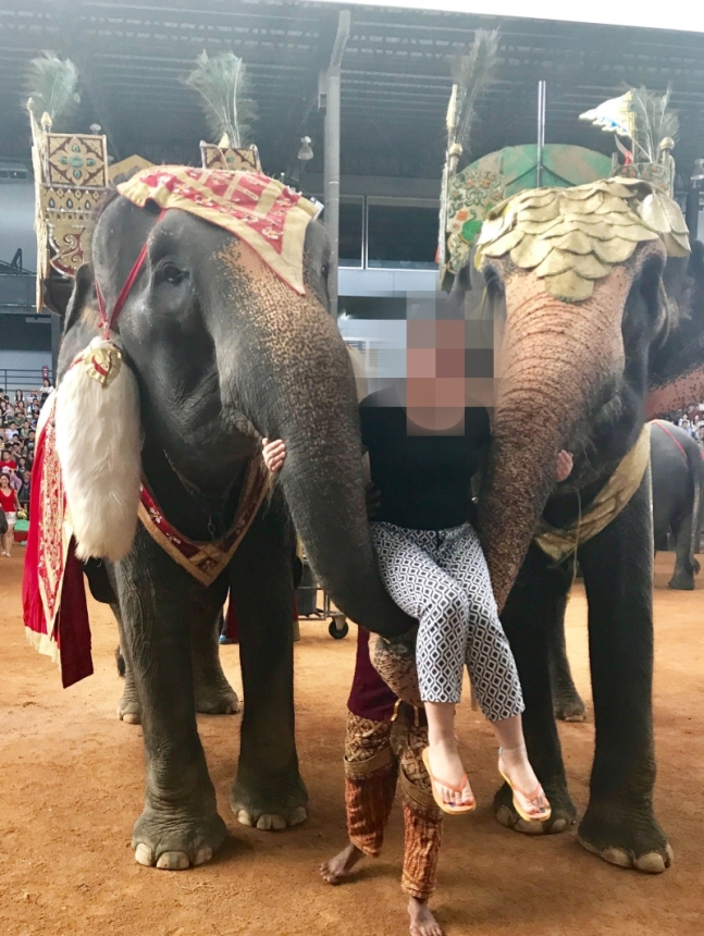 중국 정부가 자유로운 관광을 재개하면서 태국에서는 중국인 관광객들이 선호하는 코끼리 관광이 다시 확대되고 있다.