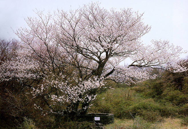 제주시 봉개동 왕벚나무 자생지 (사진, 문화재청)