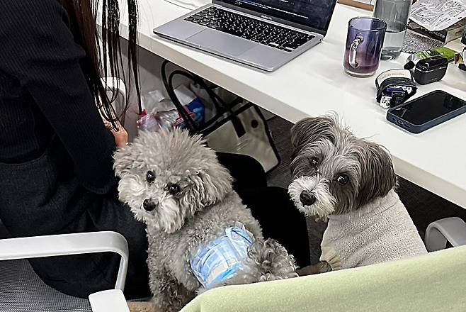 일본 도쿄 라이프스타일 회사 프랭키에 주인과 함께 동반출근한 반려견들. 사진: 프랭키 사원견 트위터.