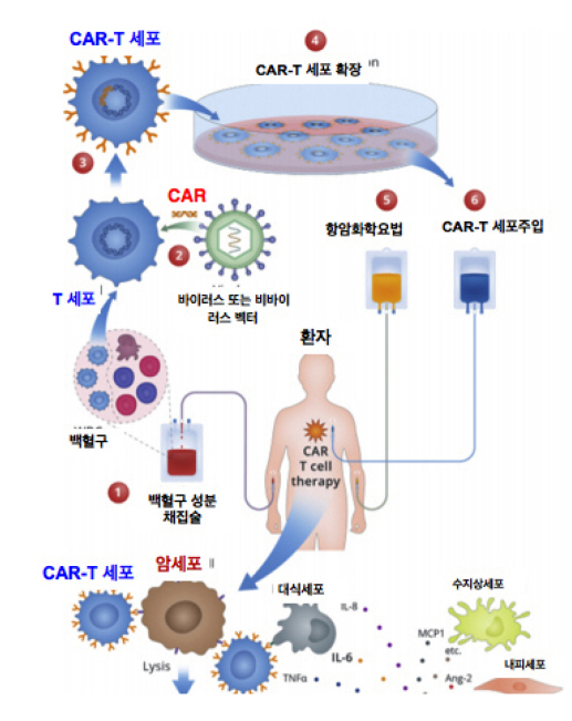 CAR-T세포 치료 원리/식약처 제공