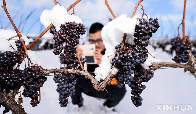 [퉁화=신화/뉴시스] 중국 지린(길림)성 동북부 퉁화시 지안에서 한 기자가 아이스 와인을 만드는데 쓰이는 냉동 포도를 촬영하고 있다. 2016.12.9 photo@newsis.com
