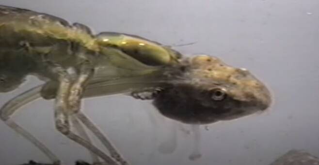 /firefly403 Youtube 캡처 잠자리 애벌레인 학배기가 막 사냥한 올챙이의 몸속에 아랫입술을 꽂아넣고 포식하고 있다.