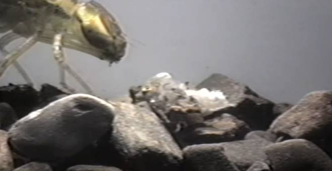/Firefly403 Youtube Capture 채 3분이 되지 않아 학배기에게 포식당한 올챙이의 몸뚱아리가 일부 잔해만 남아있다. 이 상황에서도 눈과 심장 등은 움직이고 있었다.