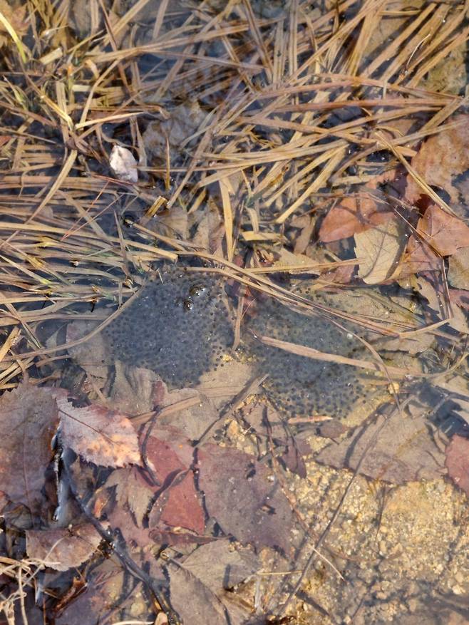 /정지섭 기자  올봄 북악산의 한 물웅덩이에서 발견된 개구리알.