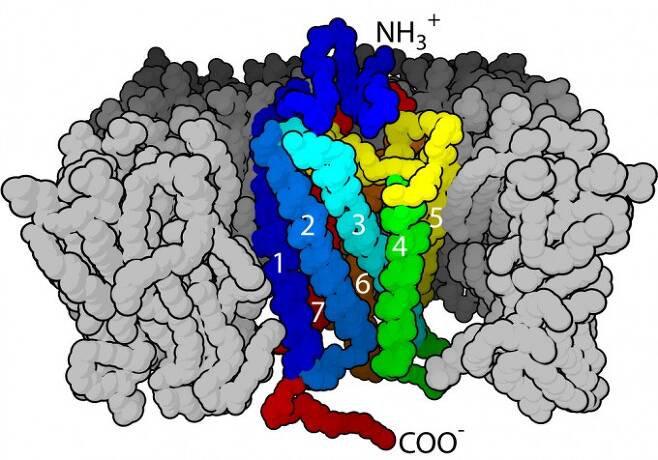 G 단백질 연결 수용체. 위키피디아 제공