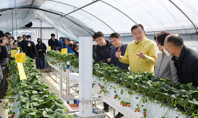 전남 담양군은 최근 군 농업기술센터에서 농가와 관계자들을 대상으로 딸기를 자동으로 수확하는 로봇 시연회를 가졌다. 담양군 제공