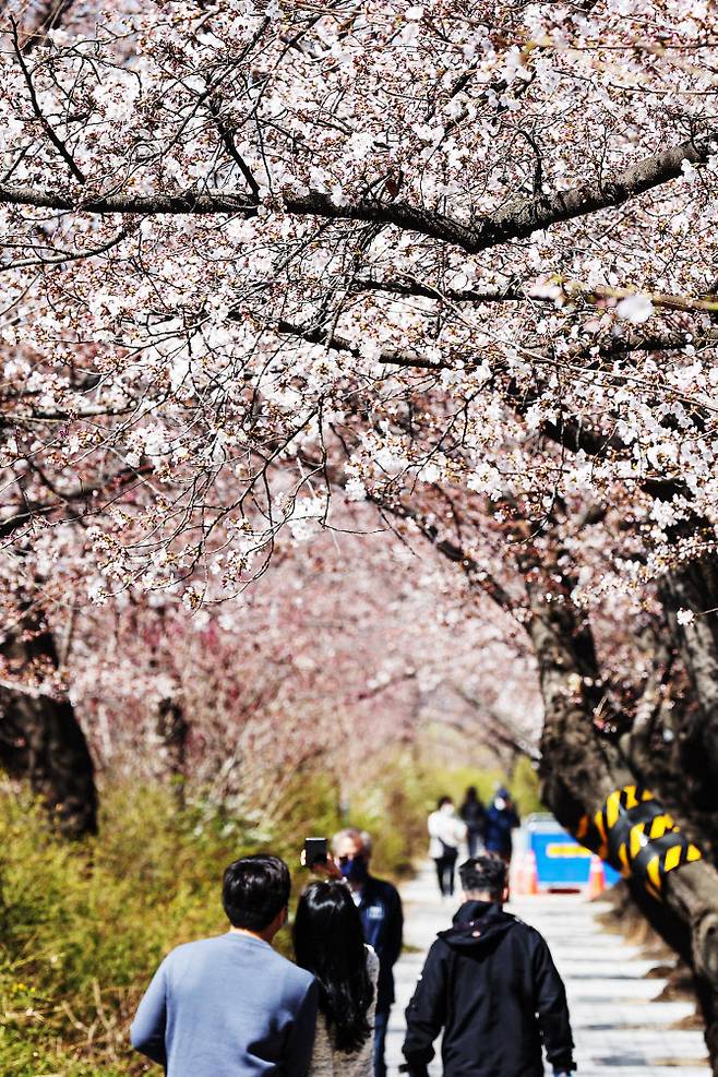 이른 개화는 일본만의 일이 아니다. 한국에서도 26일 서울 여의도 윤중로 벚나무에 벚꽃이 피어 있다. 1922년 이후 두 번째로 빠른 개화다.(사진=연합뉴스)