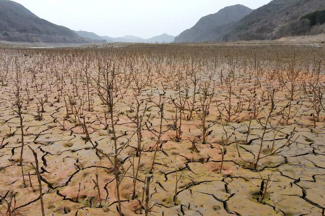 지난 24일 충남 서북부지역의 식수원 역할을 하는 보령댐 상류가 계속된 가뭄으로 바닥을 드러내고 있다. /신현종 기자