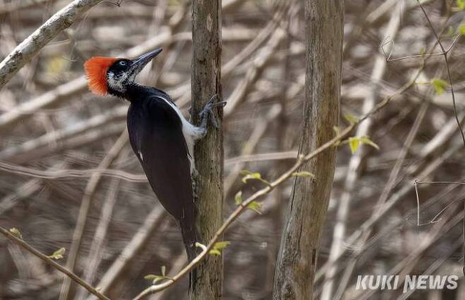 정 박사가 태국 학회를 마치고 촬영한 크낙새 사진, 우리나라에서 크낙새는 멸종했지만 태국에서는 아종인 White-bellied woodpecker (Dryocopus javensis)가 살고 있다.
