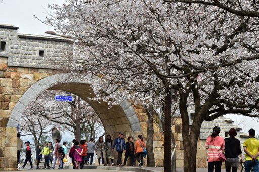 수원화성 성벽과 어우러진 벚꽃을 볼 수 있는 팔달산. 수원특례시 제공