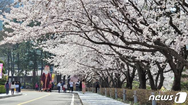 전남 영광 왕인박사유적지 일원의 2023 영암왕인문화축제장에 벚꽃이 만개한 행사장 모습. /뉴스1 ⓒ News1