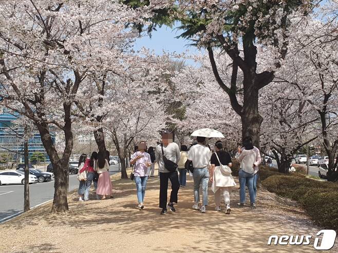 1일 대전 유성구 카이스트에서 시민들이 벚꽃 구경을 하고 있다. .2023.04.01/뉴스1 ⓒ News1 허진실 기자