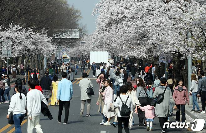 1일 오전 서울 영등포구 여의도 윤중로를 찾은 시민들이 벚꽃길을 걸으며 봄을 만끽하고 있다. 영등포구는 오는 4일부터 9일까지 윤중로에서 4년만에 사회적 거리두기 없이 열리는 ‘영등포 여의도 봄꽃축제’로 1일 오전 10시부터 10일 정오까지 국회 둔치주차장인근 1.7km 구간 국회 뒤편 여의서로의 차량 통행이 24시간 전면 통제된다고 밝혔다. 2023.4.1/뉴스1 ⓒ News1 김진환 기자