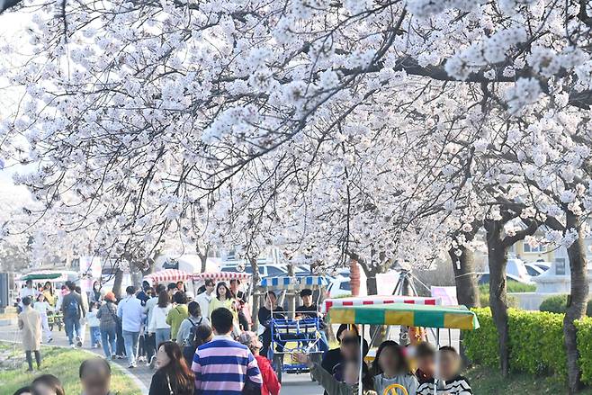 지난 31일 벚꽃축제가 개막한 강원 강릉시 경포대 일원에 벚꽃이 만개한 모습. [사진=연합뉴스]