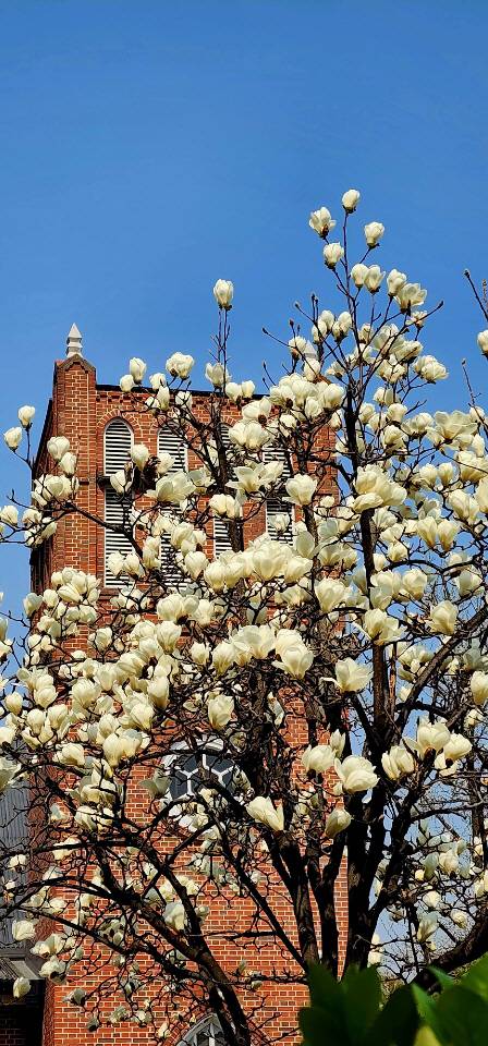 서울 중구 정동제일교회 뜨락에 핀 백목련. 2023년 3월29일 촬영