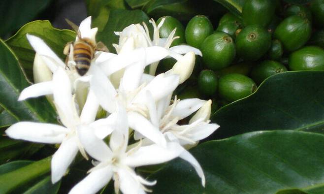 꽃 주변에 몰려든 곤충들은 초기 인류에게 요긴한 단백질이 돼주었다. 긴 세월 속에 꿀은 우리의 긍정적인 정서와 연결되면서 커피에서 꿀 같은 느낌이 나면 품질이 좋다는 생각을 갖게 했다. 커피비평가협회(CCA) 제공