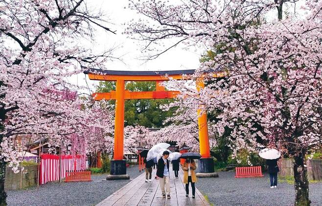 교토의 대표적인 ‘백제계’ 히라노신사의 도리이. 요즘 교토시민들에게는 벚꽃 명소로 유명하다. 다양한 수종의 벚나무가 400여 그루 있다.