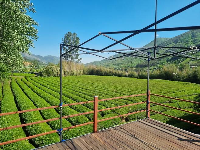 경남 하동군에 위치한 녹차밭의 모습. 김희량 기자