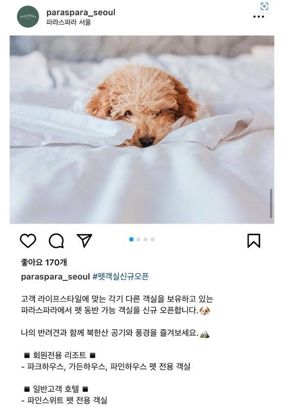 파라스파라 서울이 SNS에 홍보한 '펫 객실 오픈' 홍보 글. 현재 해당 게시글은 삭제된 상태다. 사진 커뮤니티 캡처