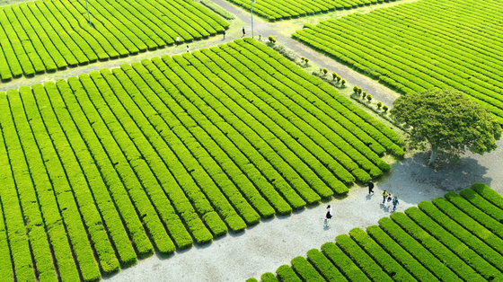 Green tea fields on Jeju Island [YONHAP]