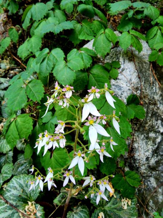 서울 안산 산책로의 바위취꽃. 2022년 6월 4일 촬영