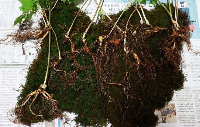 약초전문가 한모 씨가 지난 13일 경남 하동군 자락에서 산행하던 중 수십 년 된 것으로 추정되는 산삼 15뿌리를 발견했다고 15일 밝혔다. 사진은 지리산에서 발견된 산삼. /연합뉴스