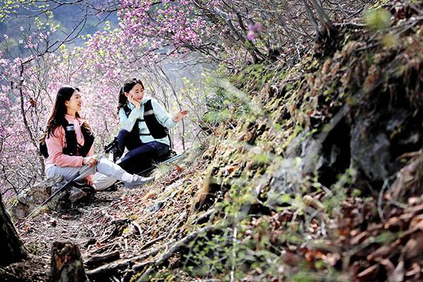 분홍 팡파르를 터뜨린 혈구산 진달래의 낭만을 즐기는 최서윤·이민정(오른쪽)씨. 정상 일대와 고비고개에서 정상으로 이어진 능선이 진달래 군락지다.