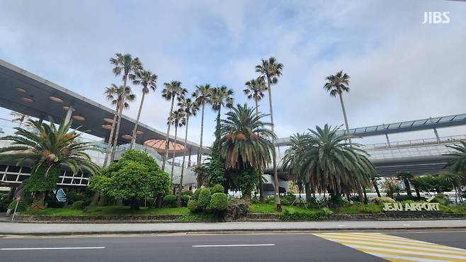 제주국제공항 앞에 있는 워싱턴야자수