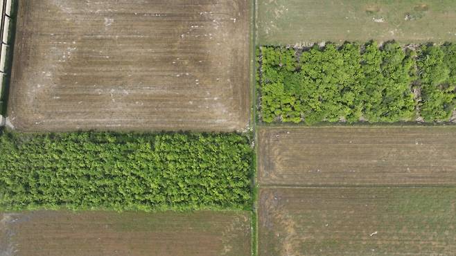 보상금을 노리고 조경수가 가득 들어찬 필지들.