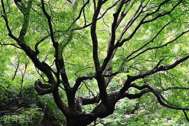 내장사 뒤 290년 수령의 단풍나무는 천연기념물로 지정돼 있다.