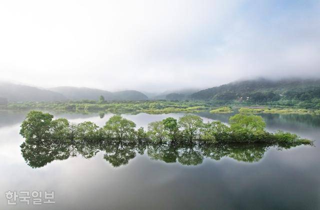 버드나무 군락이 내장호 수면에 비친 모습.
