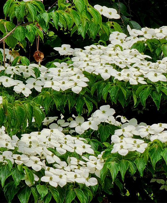 오월 산딸나무 꽃이 수많은 하얀 나비가 내려앉은 듯 곱게 피어 있다. 실제 하얀 것은 꽃이 아니며 벌과 나비를 유인하기 위해 포엽이  꽃처럼  것이며,  가운데 작은 연두색이 실제 꽃이다. 5월24일 독립문공원