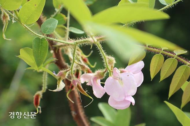 5월 24일 충청북도 제천시 백운면 운학리 밀원숲에 있는 꽃아까시에 분홍색 꽃이 달려 있다. 주영재 기자