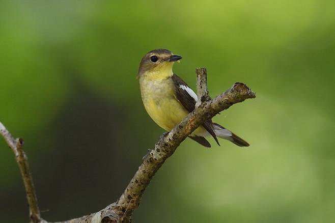흰눈썹황금새 암컷.