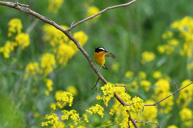 먹이 사냥에 나서는 흰눈썹황금새.