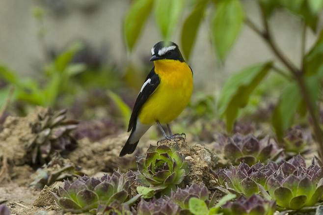 땅바닥에 내려와 먹이를 찾는 흰눈썹황금새 수컷. 웬만하면 땅에서 사냥하지 않고 나무에서 생활하며 날아가는 곤충과 잎에 붙어 있는 애벌레를 사냥한다.