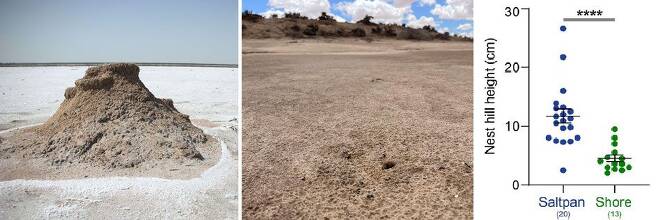 소금사막에 사는 개미는 입구에 커다란 언덕을 세운다(왼쪽). 같은 개미라도 해변에 살면 그렇지 않다(가운데). 사막에 사는 개미집의 언덕(파란색)은 해변 개미집의 언덕(녹색)보다 54% 더 높다(오른쪽)./독일 막스 플랑크 화학생태학연구소
