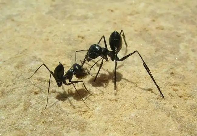 사막개미의 다리에 죽마(오른쪽)를 붙이면 보폭이 커진다. 이로 인해 집으로 돌아가면서 나올 때와 같은 걸음 수로 걸어도 집을 지나친다. 개미가 걸음 수로 길을 잡는 것을 역으로 입증한 것이다./Science