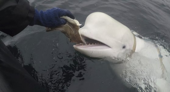 2019년 노르웨이에서 발견된 벨루가 고래가 먹이를 받아먹는 모습. AP=연합뉴스