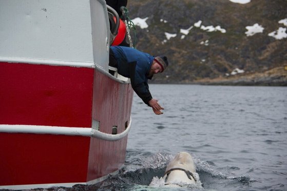 2019년 4월 노르웨이에서 발견된 벨루가 고래가 선박 옆에서 헤엄치고 있다. AP=연합뉴스