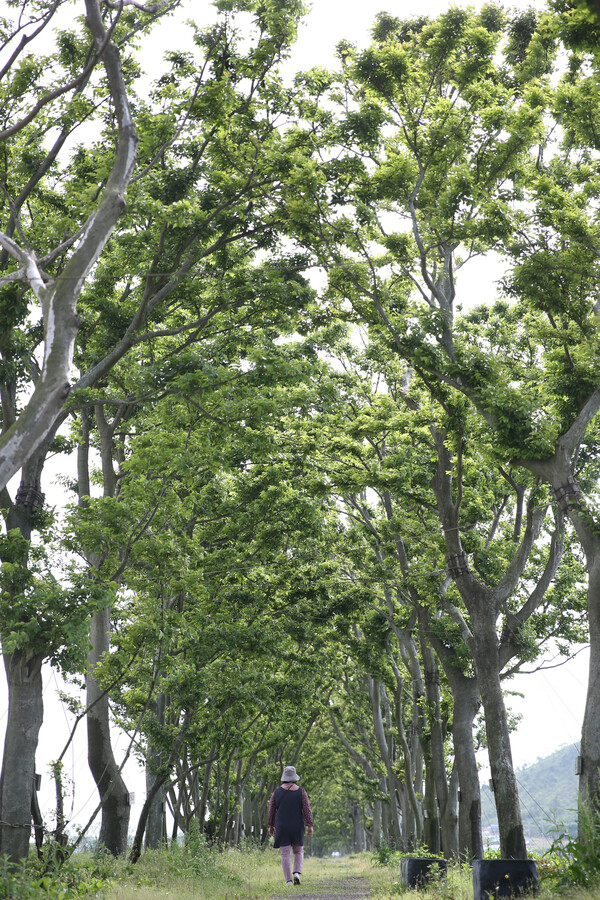 도초도 명물로 유명한 ‘팽나무 10리길’. 6월 중순이 되면 수국이 활짝 펴 색다른 풍경을 연출한다.