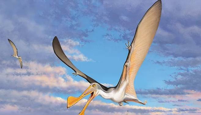 호주에서 발견된 익룡 화석의 상상도. 사진=Peter Trusler/Curtin University